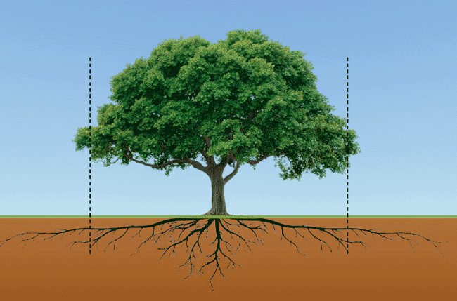 Trees should be watered at the circumference of the branches